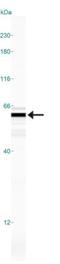 EDIL3 antibody, NBP1-28632, Novus Biologicals, Western Blot image 