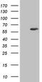 IKAROS Family Zinc Finger 3 antibody, MA5-26667, Invitrogen Antibodies, Western Blot image 