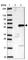 Zinc Finger Protein 35 antibody, HPA054738, Atlas Antibodies, Western Blot image 