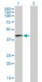 Serine Protease 54 antibody, H00221191-B01P, Novus Biologicals, Western Blot image 