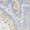 Receptor Activity Modifying Protein 2 antibody, A04768, Boster Biological Technology, Immunohistochemistry frozen image 