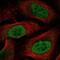 Homeobox C6 antibody, NBP2-54948, Novus Biologicals, Immunofluorescence image 