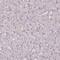 Podocalyxin Like antibody, HPA045507, Atlas Antibodies, Immunohistochemistry frozen image 