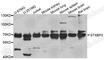 Syntaxin Binding Protein 3 antibody, A8153, ABclonal Technology, Western Blot image 