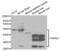 Parkin RBR E3 Ubiquitin Protein Ligase antibody, abx000921, Abbexa, Western Blot image 