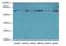 Transmembrane and coiled-coil domains protein 1 antibody, LS-C396628, Lifespan Biosciences, Western Blot image 