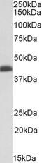 ATP Synthase F1 Subunit Gamma antibody, 43-555, ProSci, Enzyme Linked Immunosorbent Assay image 