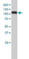 Exportin 5 antibody, ab57491, Abcam, Western Blot image 