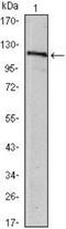 Ubiquitin Specific Peptidase 7 antibody, NBP1-51598, Novus Biologicals, Western Blot image 