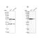 Protein Kinase C And Casein Kinase Substrate In Neurons 3 antibody, NBP2-47339, Novus Biologicals, Western Blot image 