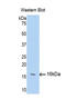 Fibroblast Growth Factor 13 antibody, LS-C293896, Lifespan Biosciences, Western Blot image 