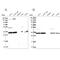 WD repeat-containing protein 61 antibody, PA5-59052, Invitrogen Antibodies, Western Blot image 