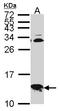 Cytochrome c oxidase subunit 6B1 antibody, LS-C185963, Lifespan Biosciences, Western Blot image 