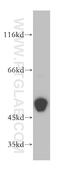 Creatine Kinase, Mitochondrial 2 antibody, 13207-1-AP, Proteintech Group, Western Blot image 