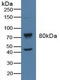 G Protein-Coupled Receptor Kinase 2 antibody, LS-C702159, Lifespan Biosciences, Western Blot image 