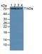 RDX antibody, LS-C374658, Lifespan Biosciences, Western Blot image 