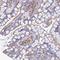 Growth Differentiation Factor 15 antibody, NBP2-14389, Novus Biologicals, Immunohistochemistry paraffin image 