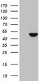 VH3 antibody, LS-C792634, Lifespan Biosciences, Western Blot image 