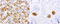 Gamma-Butyrobetaine Hydroxylase 1 antibody, LS-C796775, Lifespan Biosciences, Immunohistochemistry paraffin image 