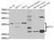 Activating Transcription Factor 1 antibody, STJ28355, St John