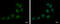 Zinc Finger Protein 326 antibody, GTX118581, GeneTex, Immunocytochemistry image 