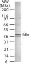 NFKB Inhibitor Alpha antibody, NB120-22071, Novus Biologicals, Western Blot image 