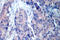 Mitogen-Activated Protein Kinase Kinase 4 antibody, AP06311PU-N, Origene, Immunohistochemistry frozen image 