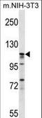 Eukaryotic Translation Initiation Factor 3 Subunit C antibody, LS-C167688, Lifespan Biosciences, Western Blot image 