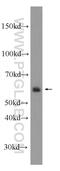 Endonuclease/Exonuclease/Phosphatase Family Domain Containing 1 antibody, 24310-1-AP, Proteintech Group, Western Blot image 