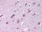 Importin 9 antibody, orb87621, Biorbyt, Immunohistochemistry paraffin image 