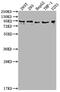 Coiled-Coil Alpha-Helical Rod Protein 1 antibody, CSB-PA004769LA01HU, Cusabio, Western Blot image 