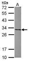 Acidic Nuclear Phosphoprotein 32 Family Member A antibody, PA5-30552, Invitrogen Antibodies, Western Blot image 