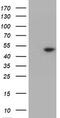 Tryptophan 2,3-Dioxygenase antibody, CF504637, Origene, Western Blot image 