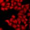 RISC-loading complex subunit TARBP2 antibody, LS-C668217, Lifespan Biosciences, Immunofluorescence image 