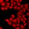 TARBP2 Subunit Of RISC Loading Complex antibody, LS-C668217, Lifespan Biosciences, Immunofluorescence image 