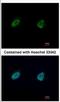 Nuclear FMR1 Interacting Protein 1 antibody, NBP2-19607, Novus Biologicals, Immunofluorescence image 