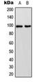 Cadherin 17 antibody, orb216056, Biorbyt, Western Blot image 