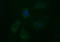EGP antibody, TA506626AM, Origene, Immunofluorescence image 