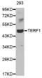 Telomeric Repeat Binding Factor 1 antibody, abx000566, Abbexa, Western Blot image 