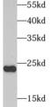 Adenylate Kinase 1 antibody, FNab00243, FineTest, Western Blot image 