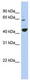 Transcription Factor Binding To IGHM Enhancer 3 antibody, TA333918, Origene, Western Blot image 