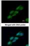Cell Division Cycle 23 antibody, PA5-29218, Invitrogen Antibodies, Immunofluorescence image 