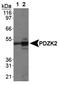 PDZ Domain Containing 3 antibody, NB400-150, Novus Biologicals, Western Blot image 