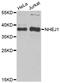 Non-Homologous End Joining Factor 1 antibody, A4985, ABclonal Technology, Western Blot image 