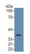 Protein Kinase AMP-Activated Non-Catalytic Subunit Gamma 1 antibody, LS-C296126, Lifespan Biosciences, Western Blot image 