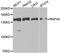 Ring Finger Protein 40 antibody, abx004936, Abbexa, Western Blot image 