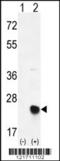 Methionine Sulfoxide Reductase B2 antibody, 62-567, ProSci, Western Blot image 
