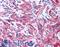 Myosin Light Chain 9 antibody, LS-B38, Lifespan Biosciences, Immunohistochemistry frozen image 