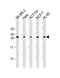 Te2 antibody, 61-219, ProSci, Western Blot image 