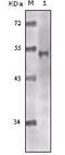Lysine Acetyltransferase 5 antibody, MA5-15346, Invitrogen Antibodies, Western Blot image 